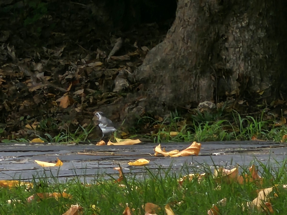 White Wagtail (Chinese) - ML619974347