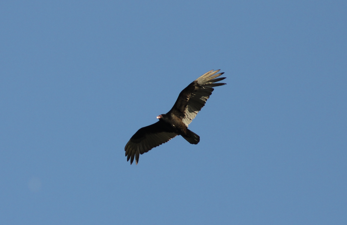 Turkey Vulture - ML619974349