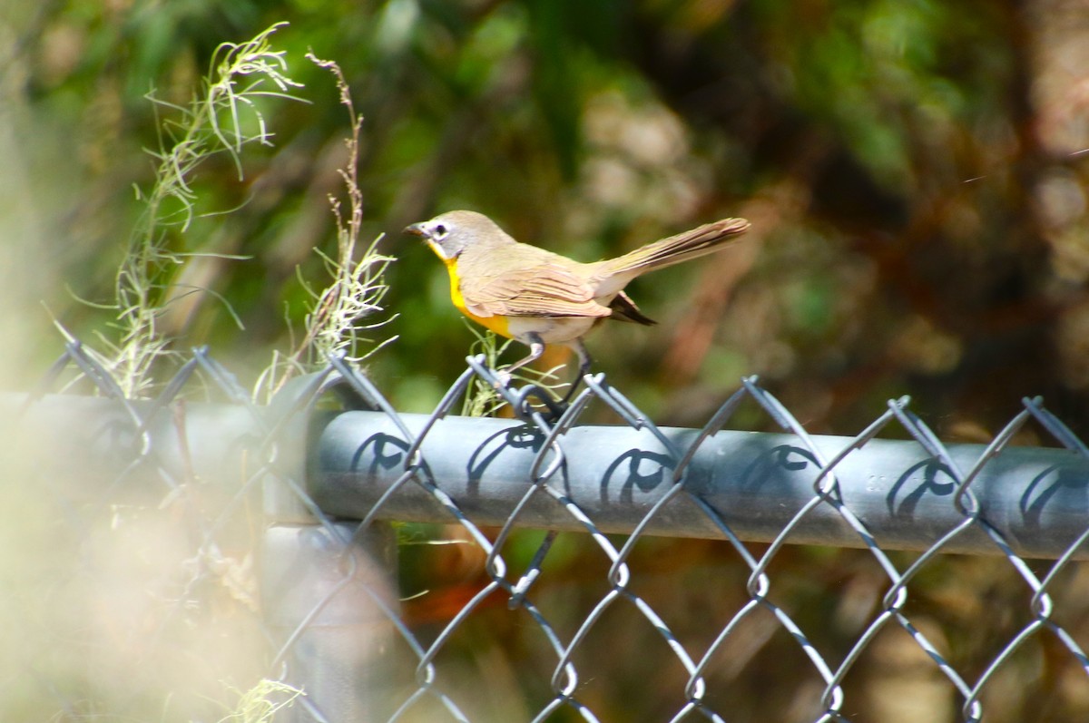 Yellow-breasted Chat - ML619974354