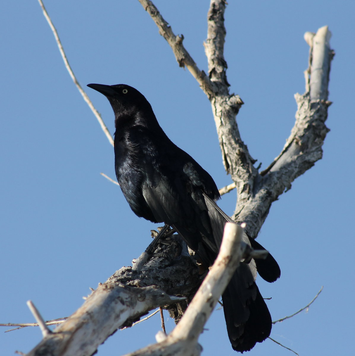 Great-tailed Grackle - ML619974355