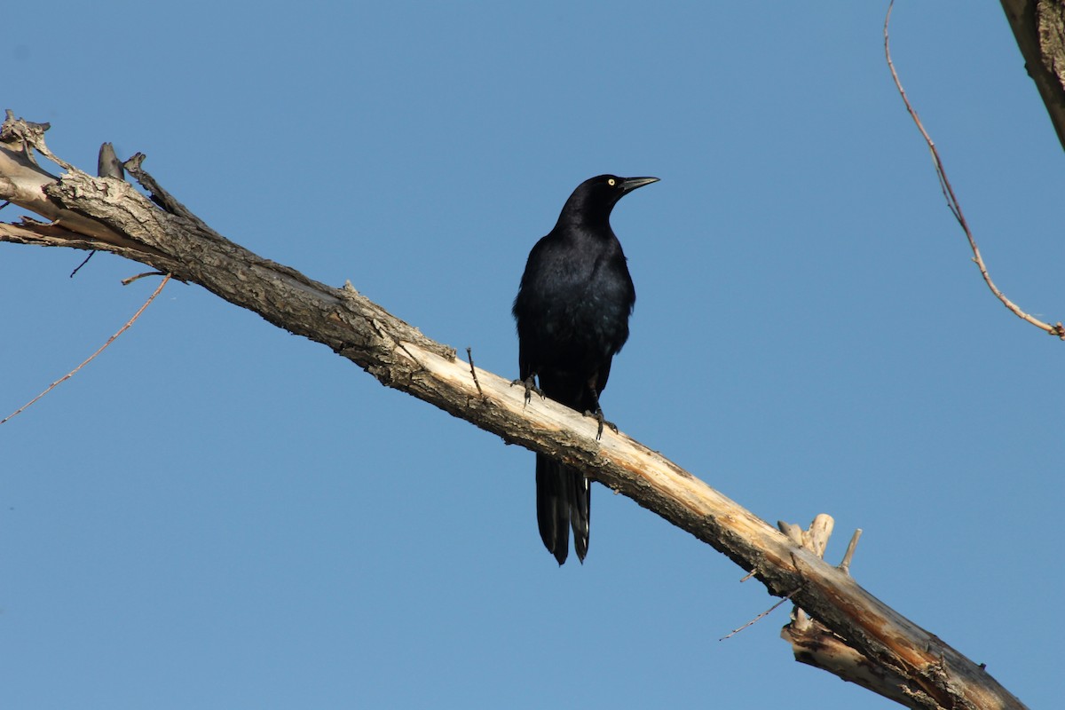 Great-tailed Grackle - ML619974360