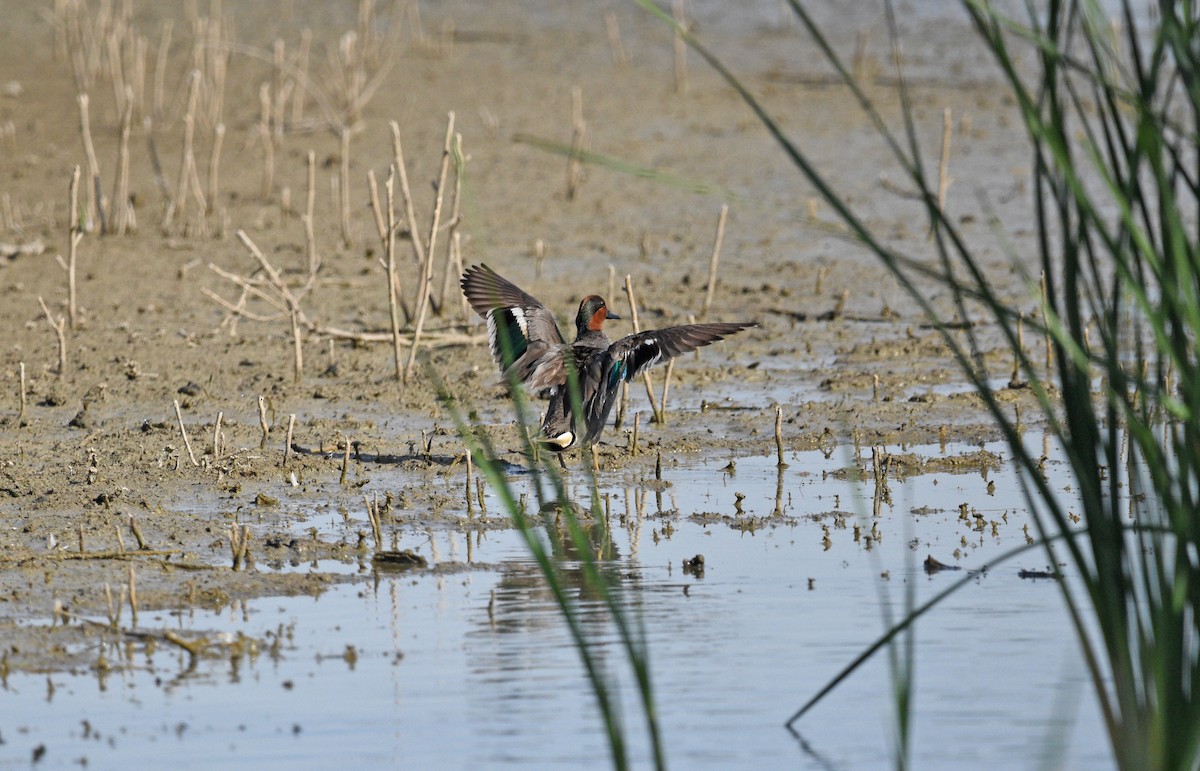 Green-winged Teal - ML619974384