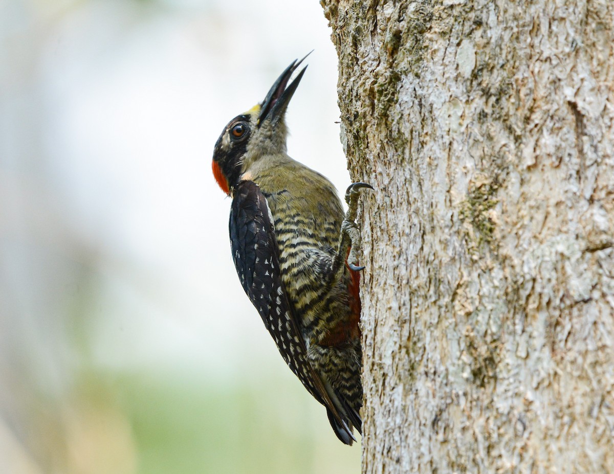 Black-cheeked Woodpecker - ML619974388