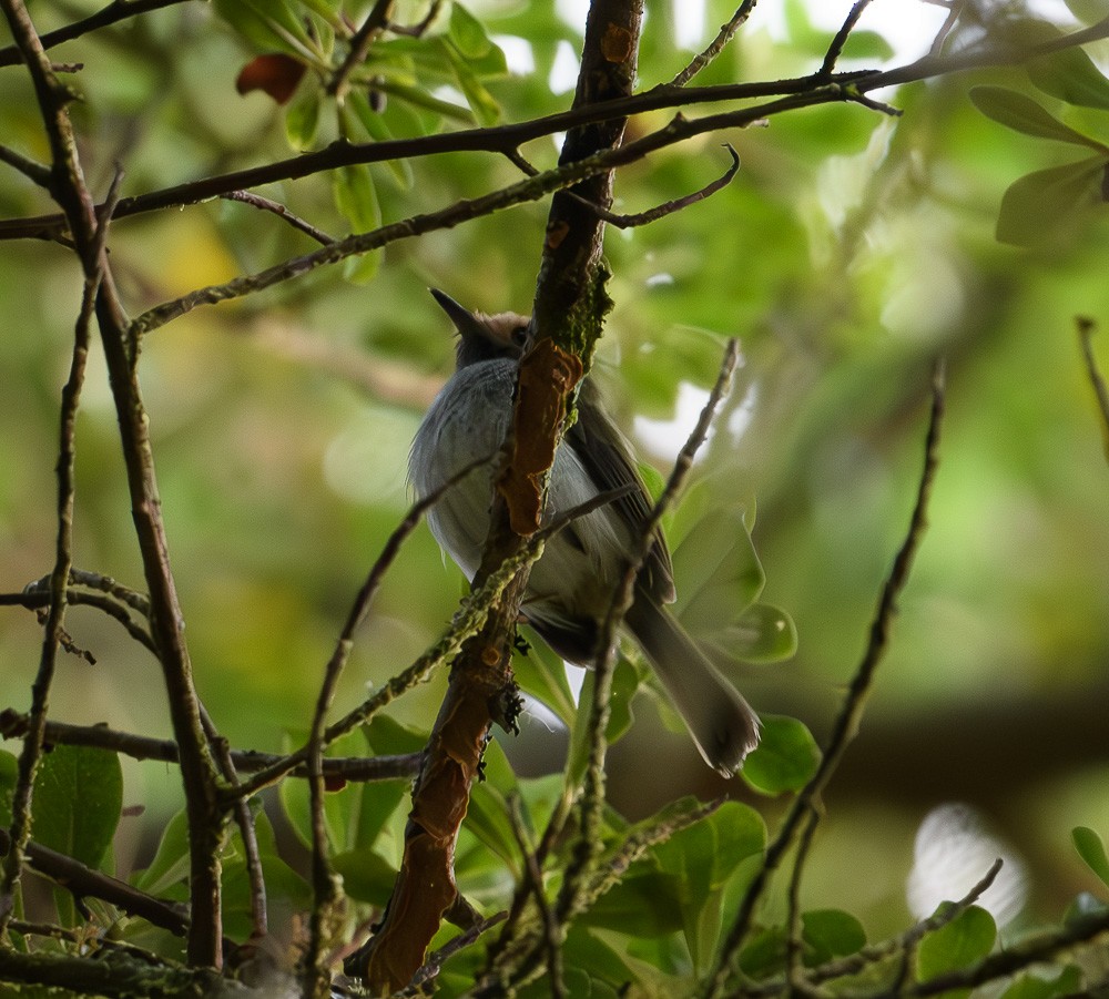 Black-throated Tody-Tyrant - Jose-Miguel Ponciano