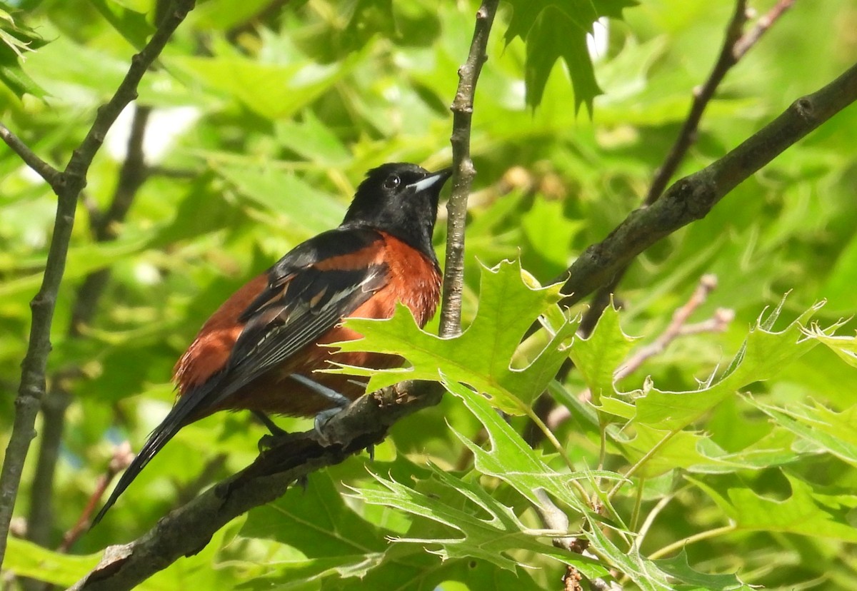 Orchard Oriole - ML619974416