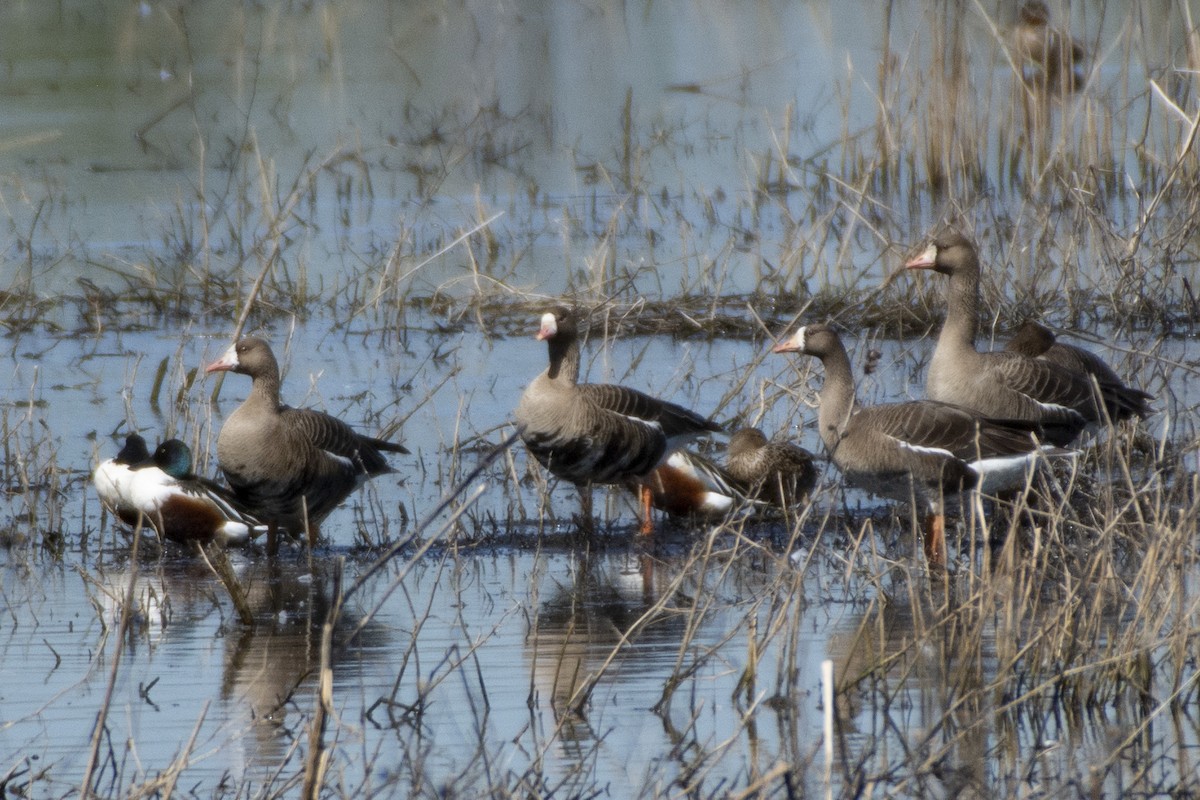 Greater White-fronted Goose - ML619974420