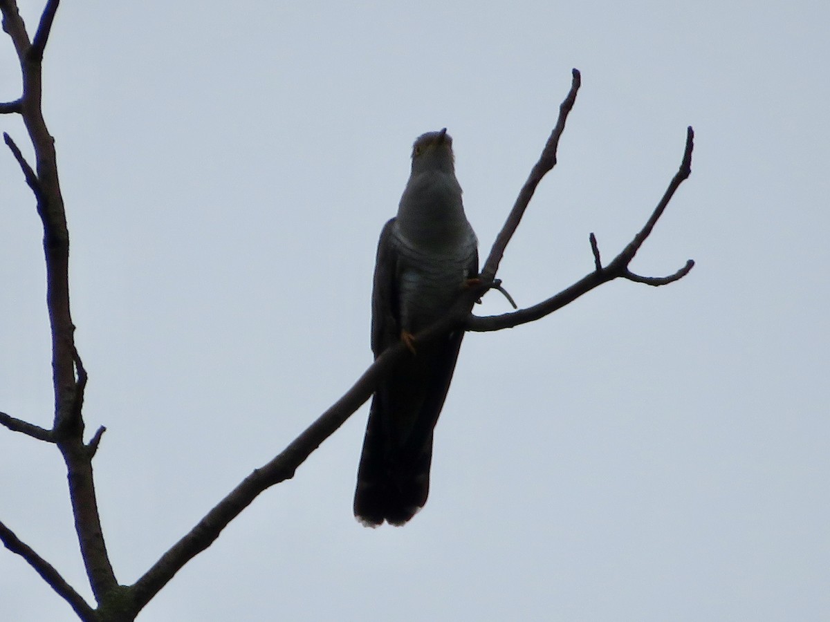 Common Cuckoo - ML619974421