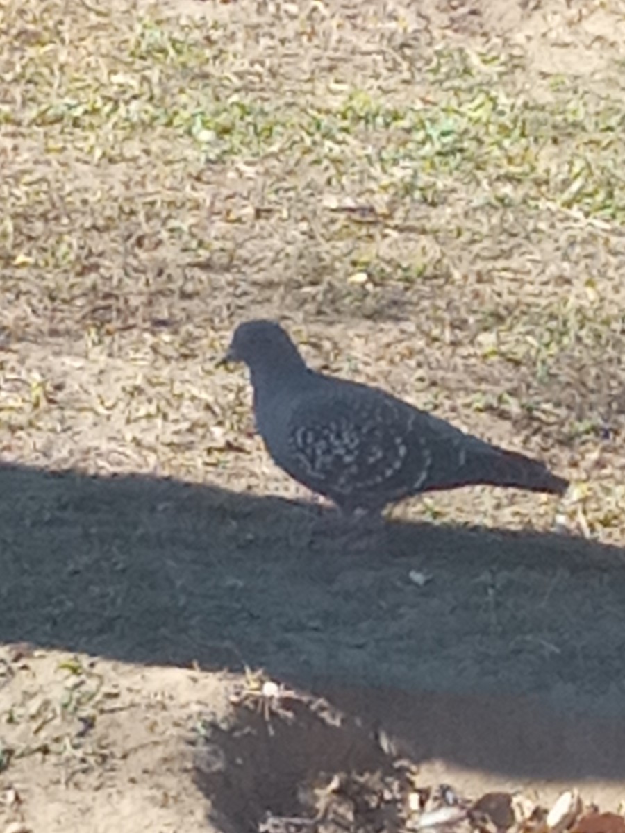 Spot-winged Pigeon - ML619974422