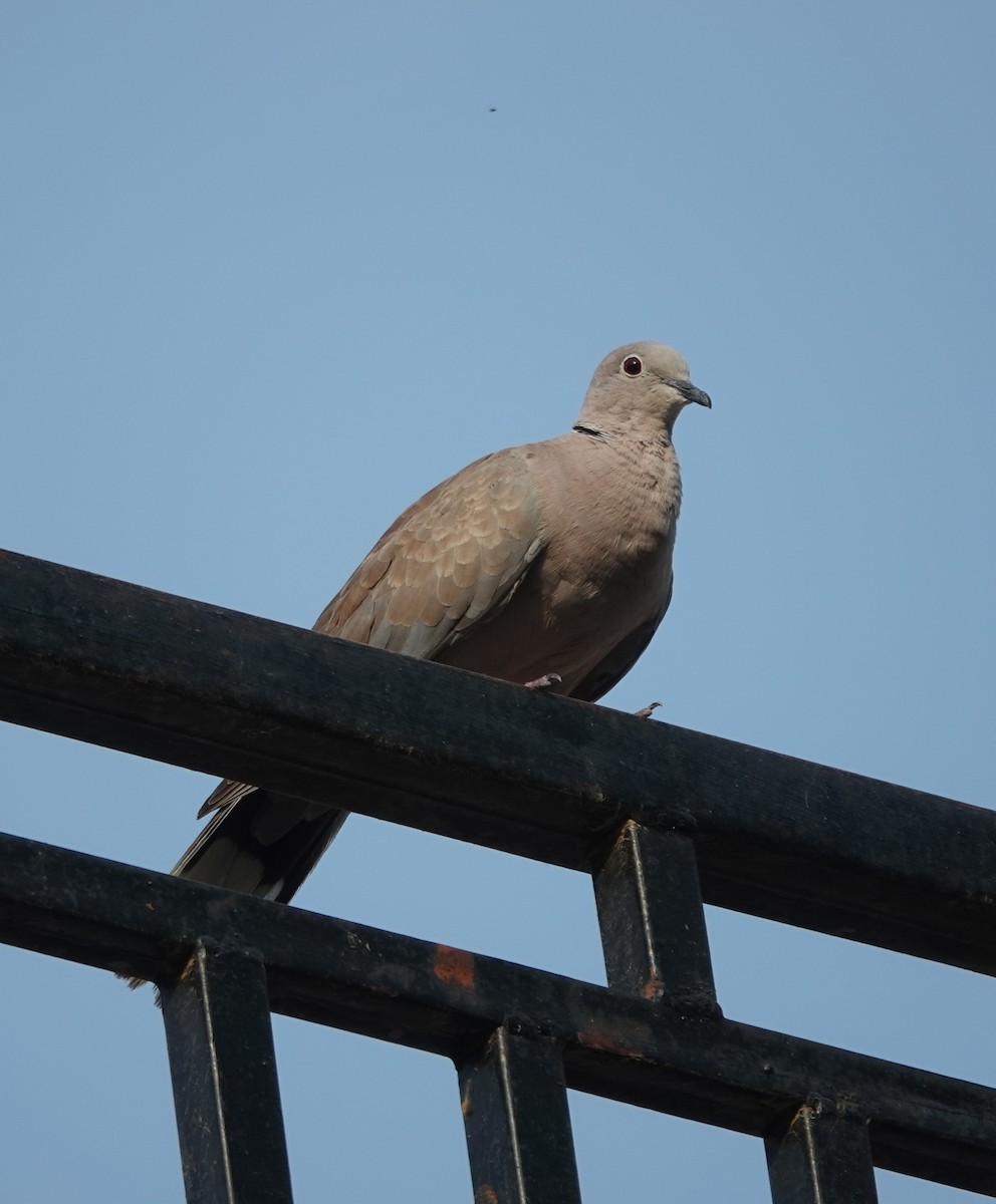 Eurasian Collared-Dove - ML619974423