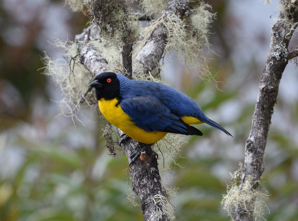 Hooded Mountain Tanager - ML619974432