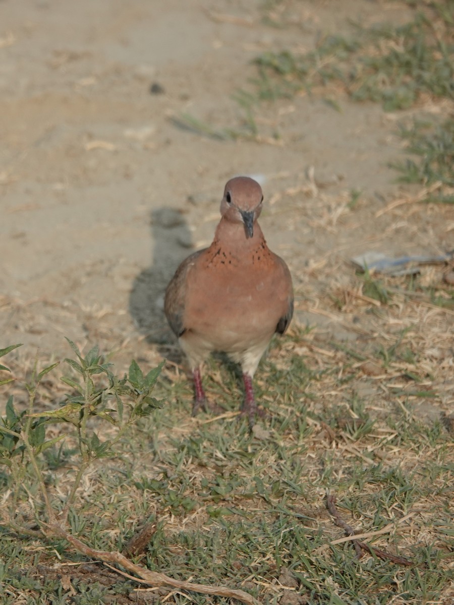 Laughing Dove - ML619974433