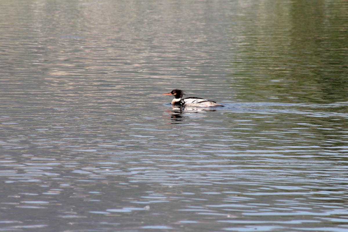 Red-breasted Merganser - ML619974435