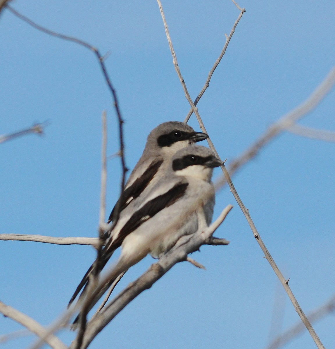 Loggerhead Shrike - ML619974437