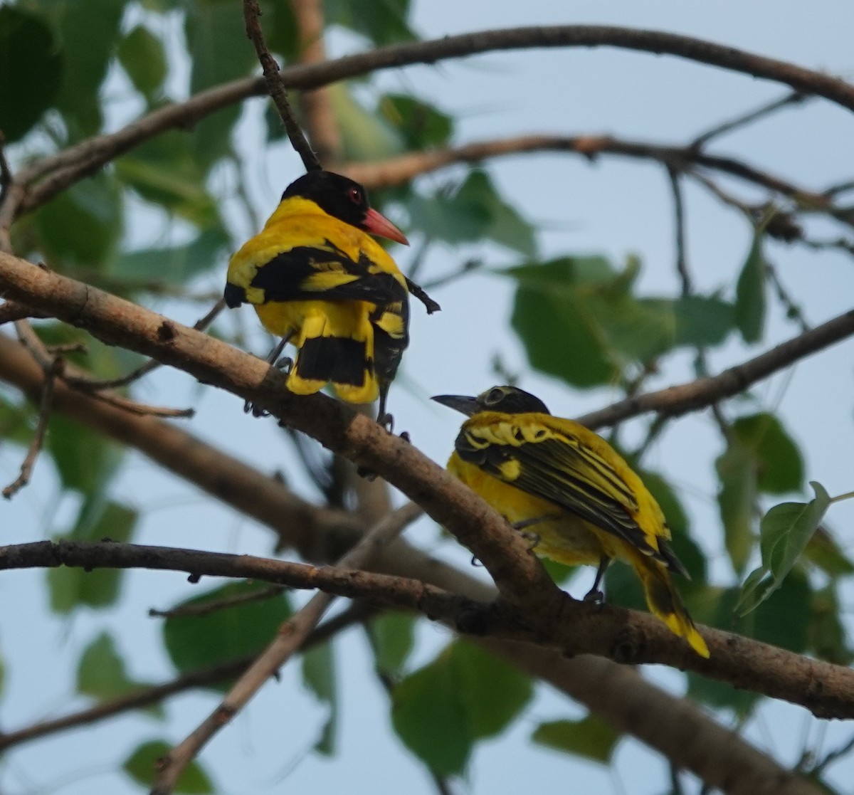 Indian Golden Oriole - ML619974490