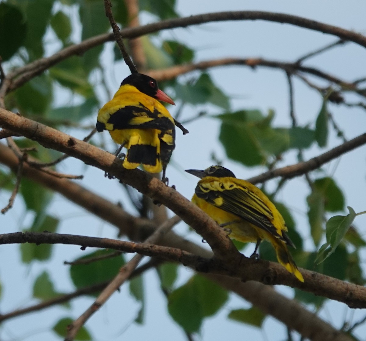 Black-hooded Oriole - ML619974490