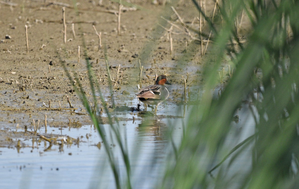 Green-winged Teal - ML619974491