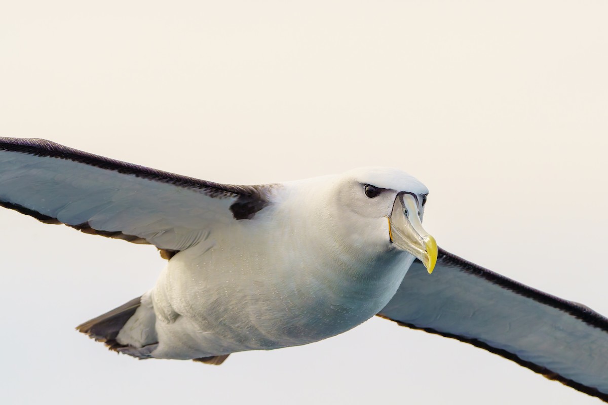 Albatros à cape blanche - ML619974508