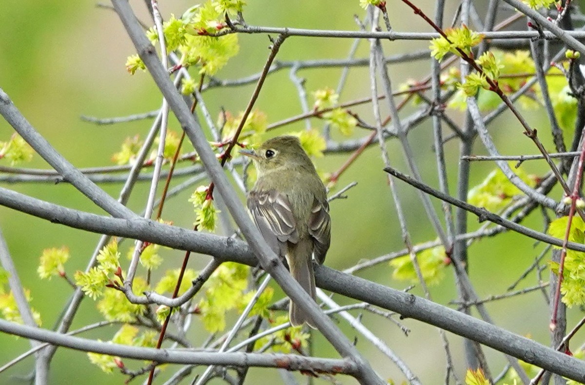 Western Flycatcher - ML619974523