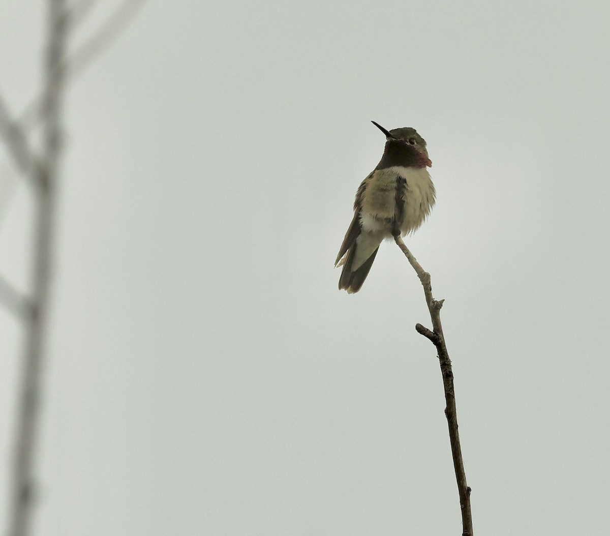Broad-tailed Hummingbird - ML619974526