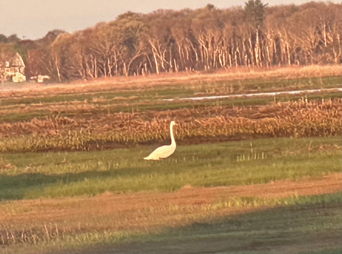 Cygne tuberculé - ML619974530