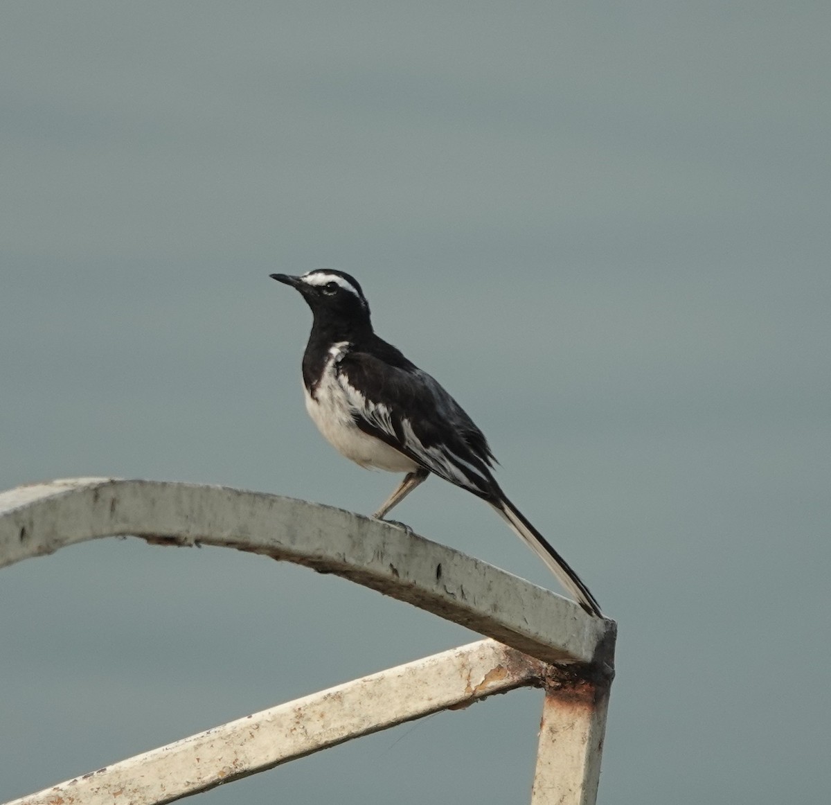 White-browed Wagtail - ML619974544