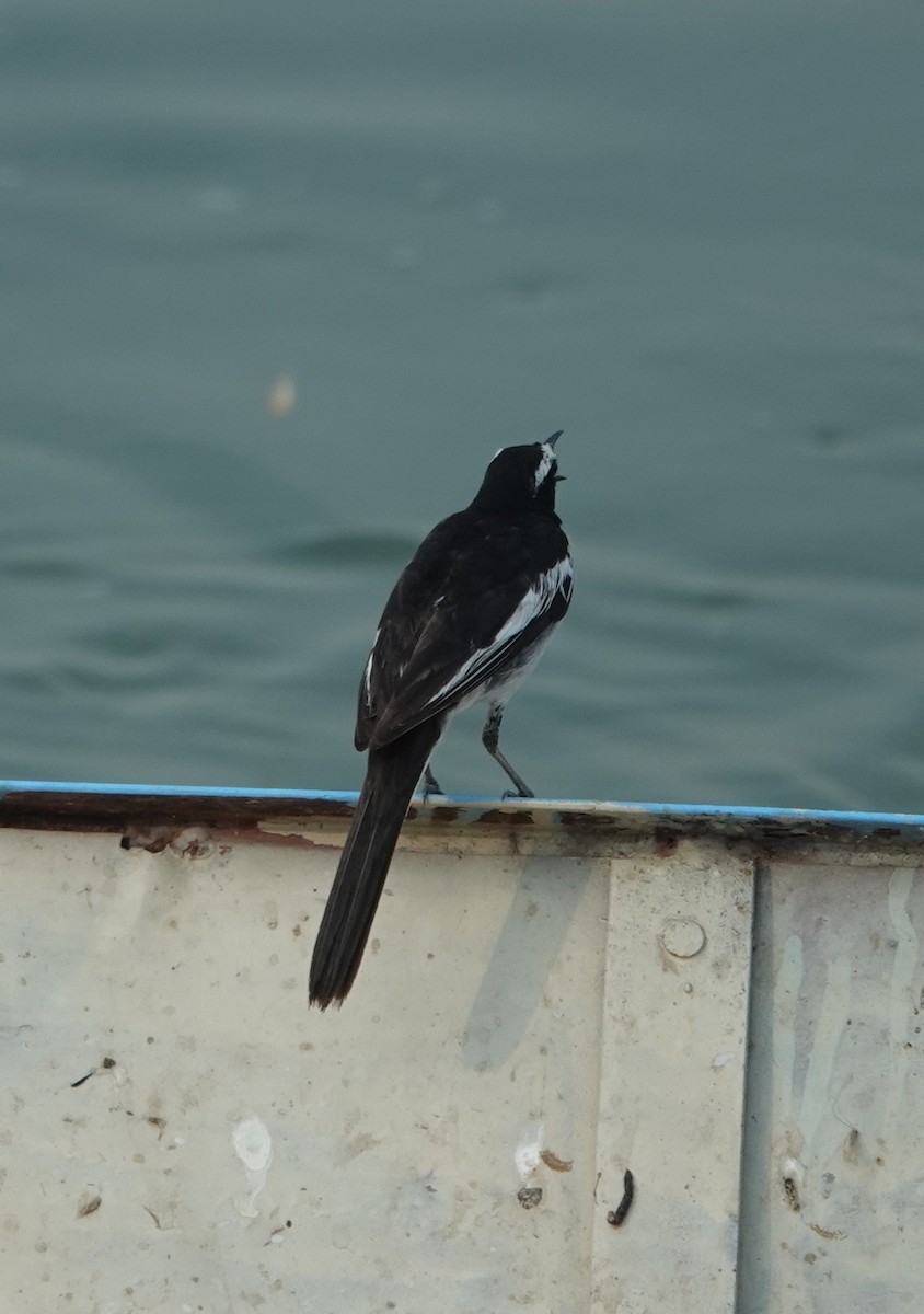 White-browed Wagtail - ML619974545
