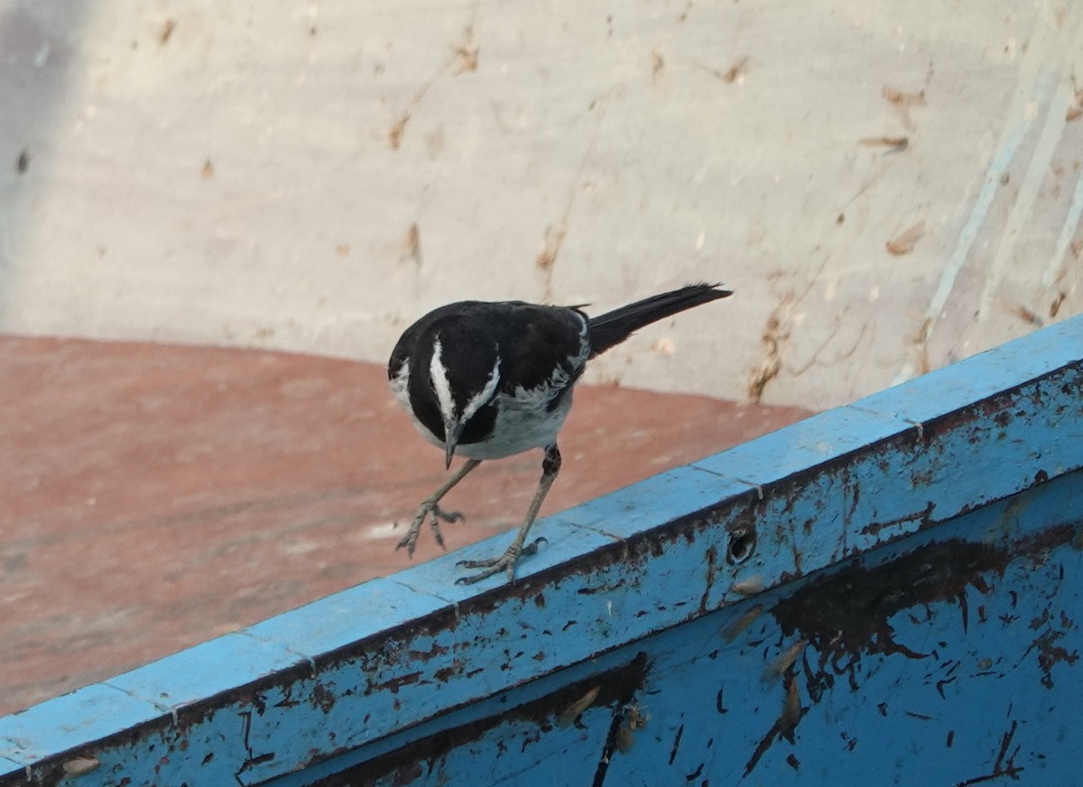 White-browed Wagtail - ML619974546