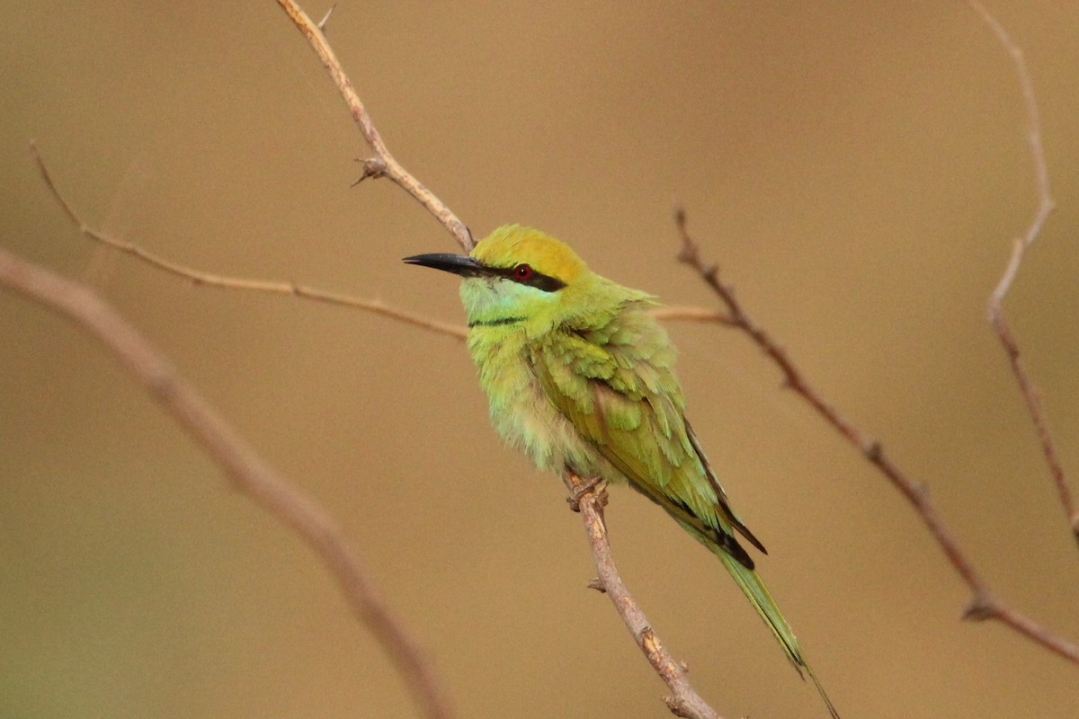 Asian Green Bee-eater - ML619974563