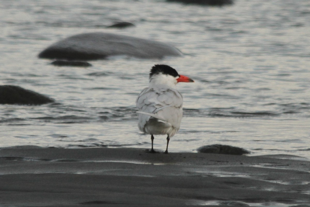 Caspian Tern - ML619974570