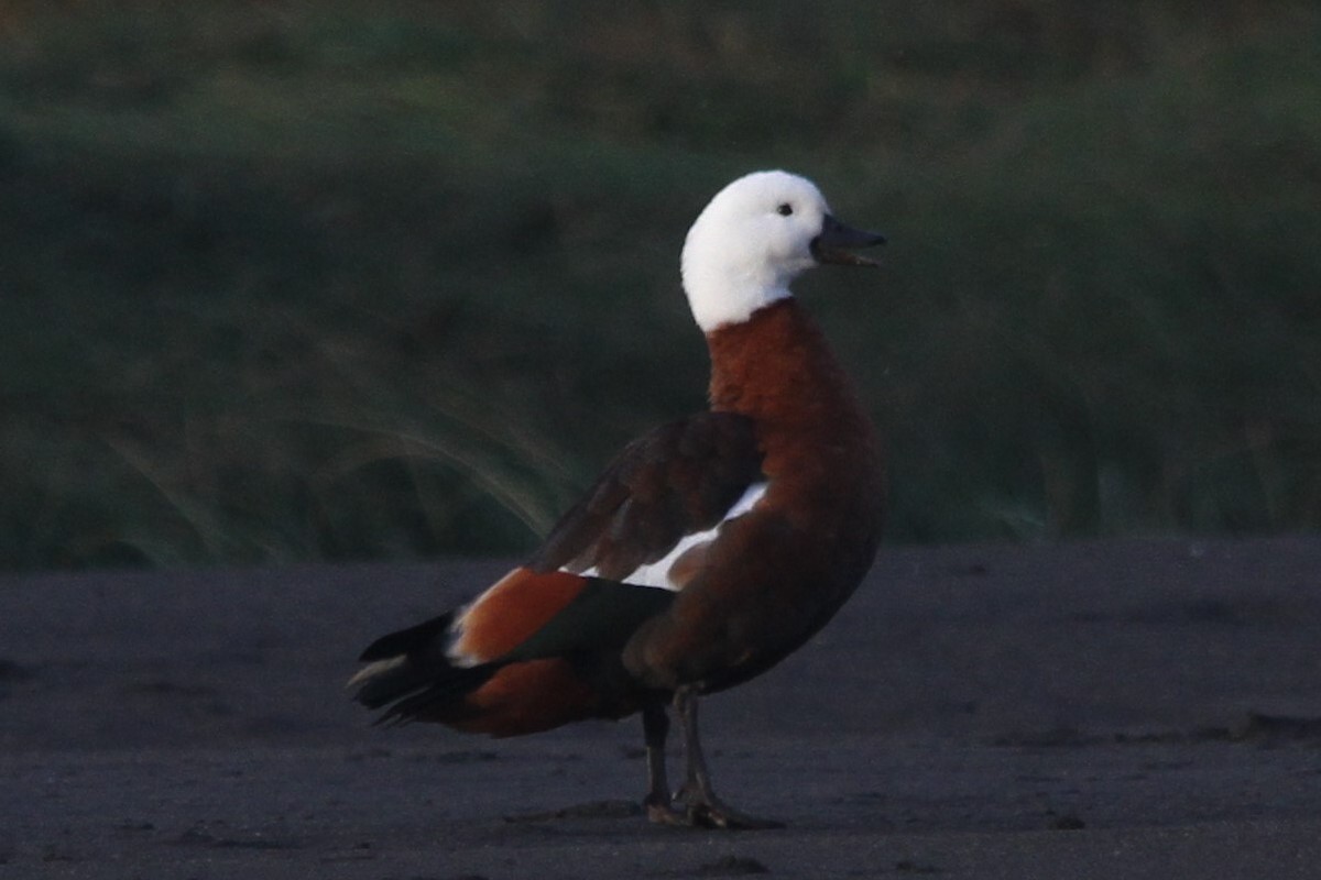 Paradise Shelduck - ML619974576