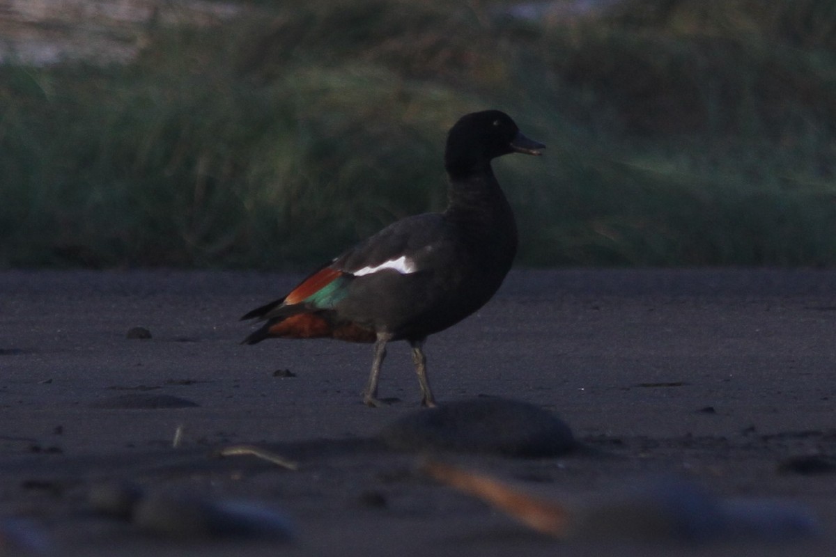 Paradise Shelduck - ML619974578