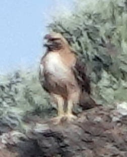 Red-tailed Hawk - ML619974590