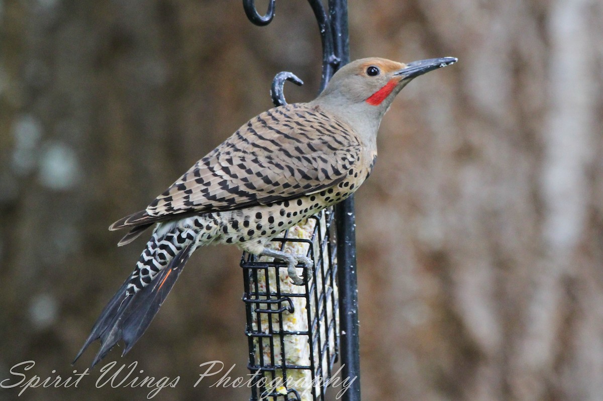 Northern Flicker (Red-shafted) - ML619974593
