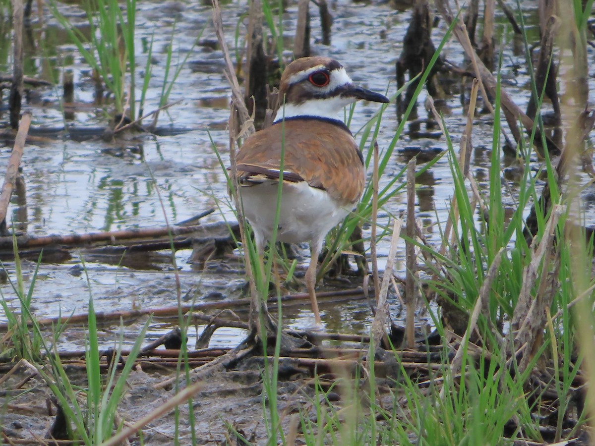 Killdeer - ML619974606