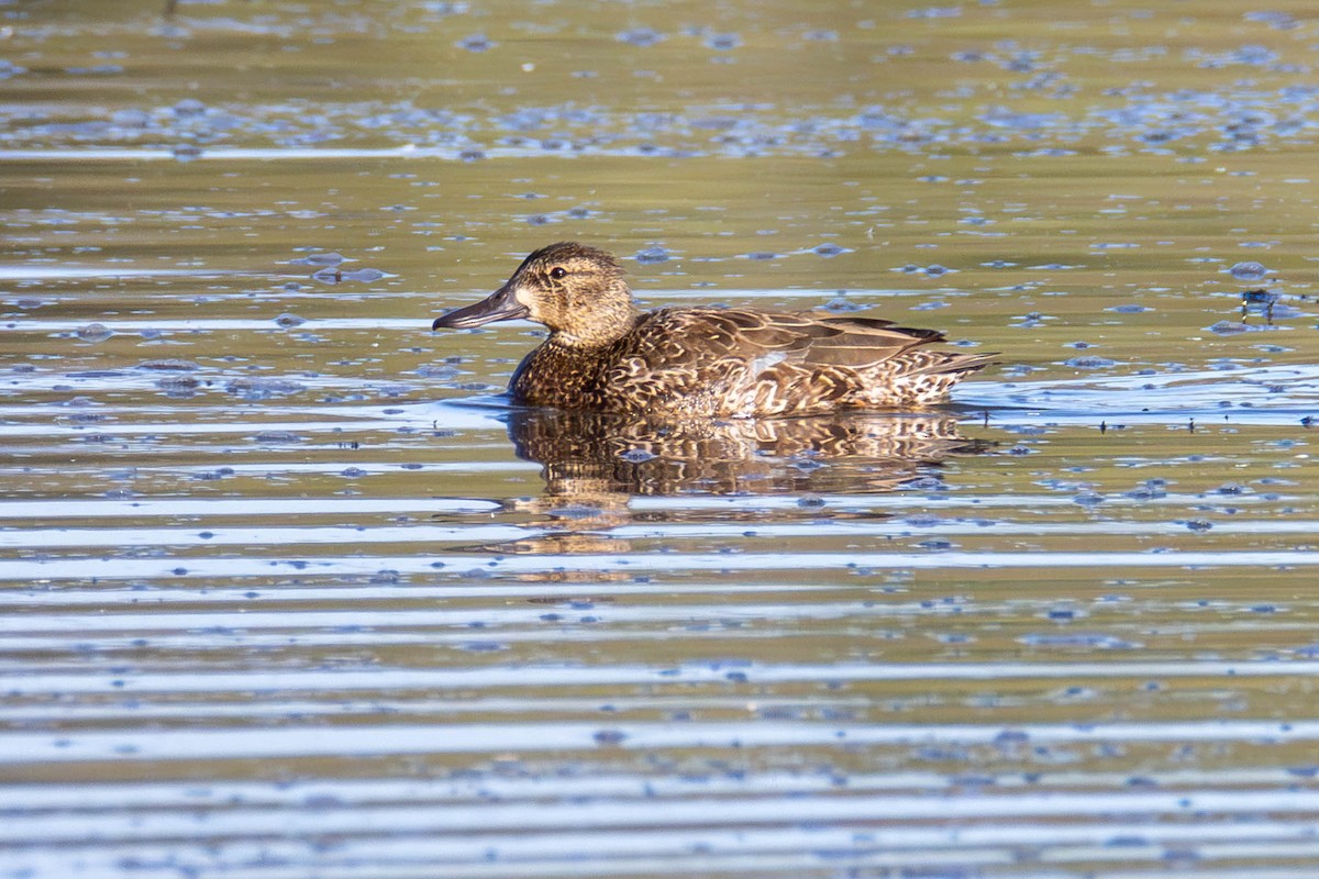 Blue-winged Teal - ML619974617