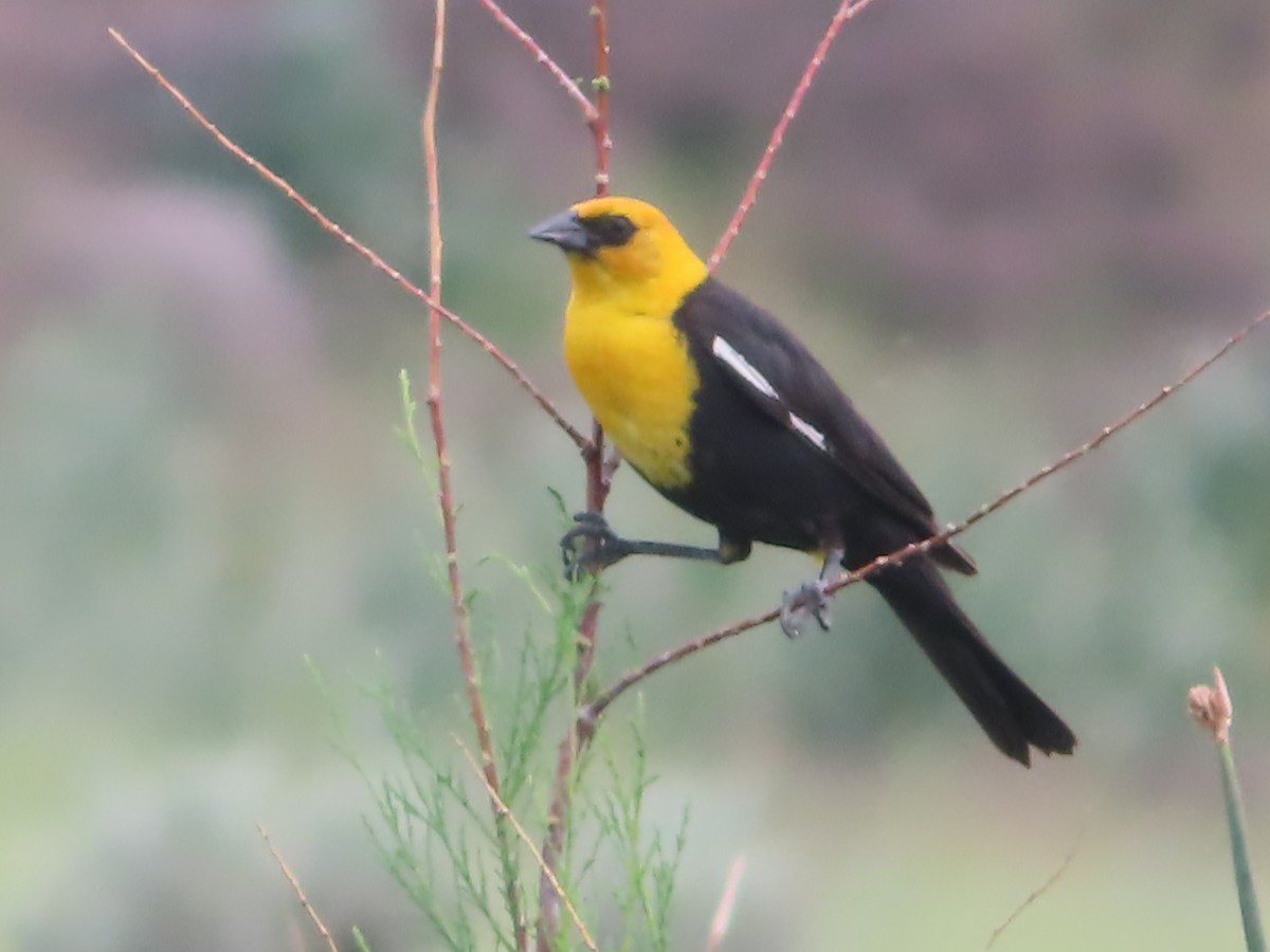 Yellow-headed Blackbird - ML619974618
