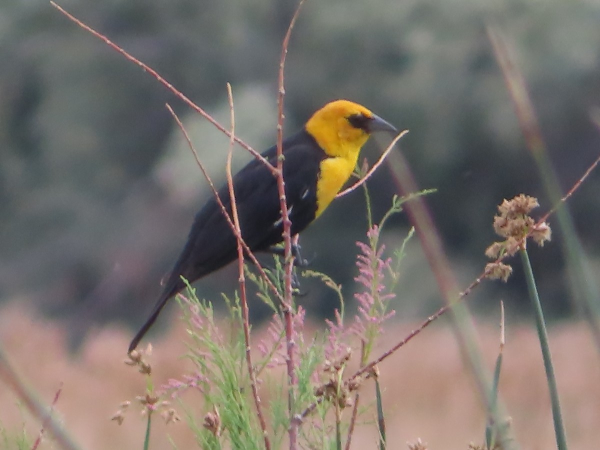 Yellow-headed Blackbird - ML619974619