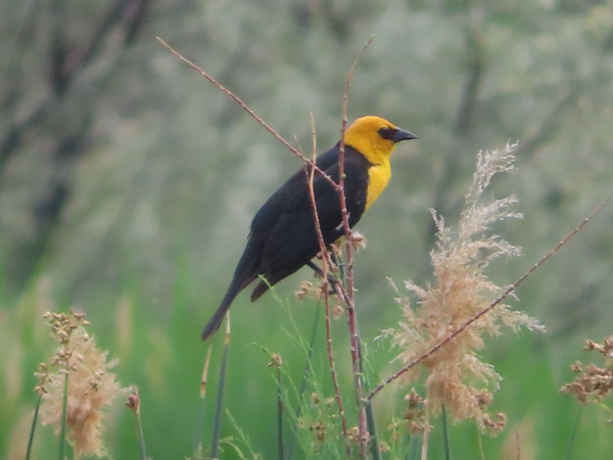 Yellow-headed Blackbird - ML619974620