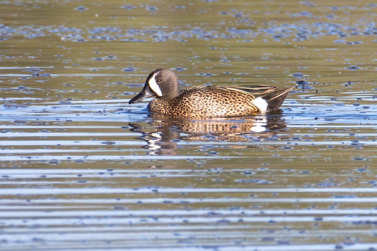 Blue-winged Teal - ML619974621