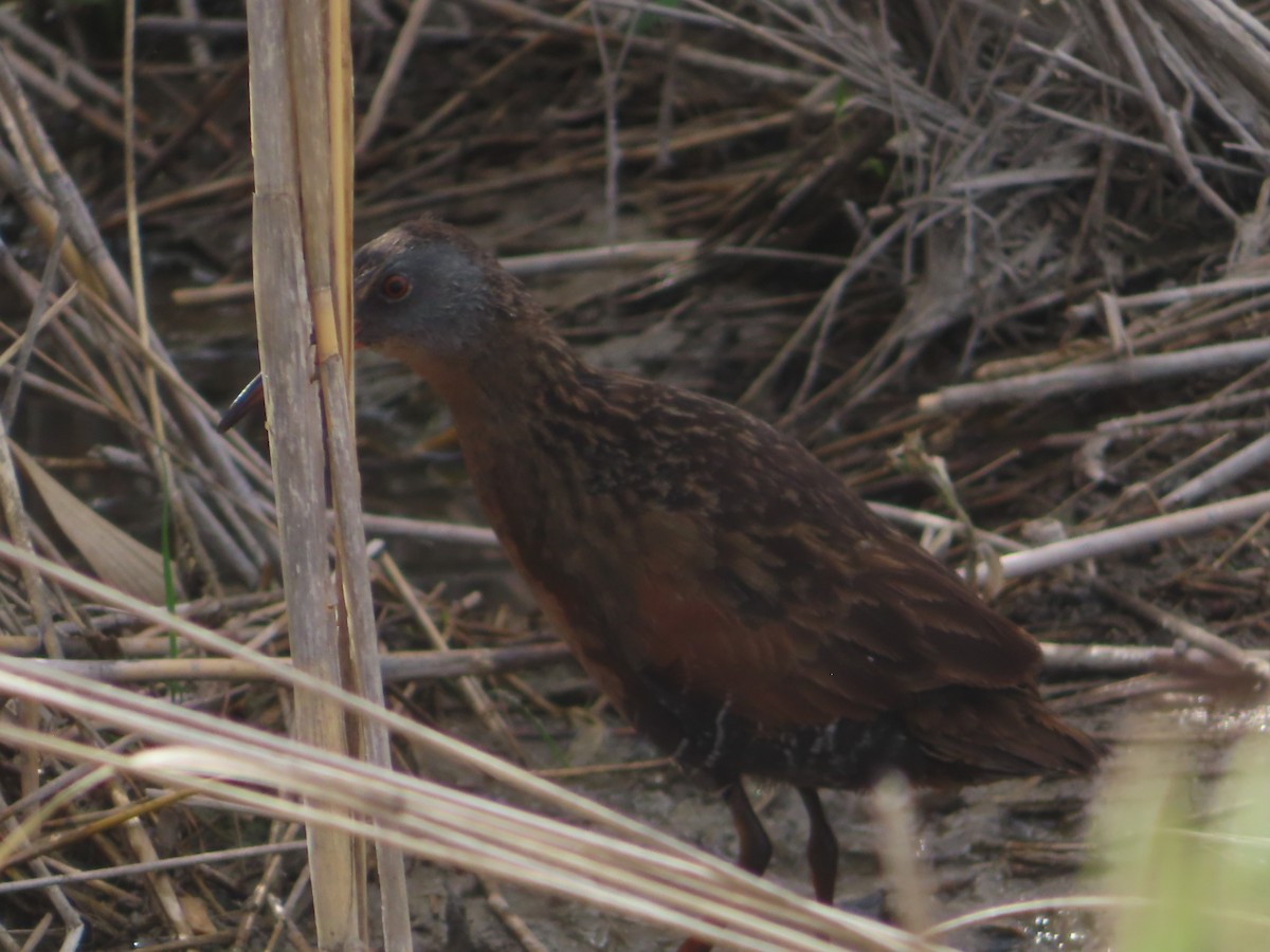 Virginia Rail - ML619974639