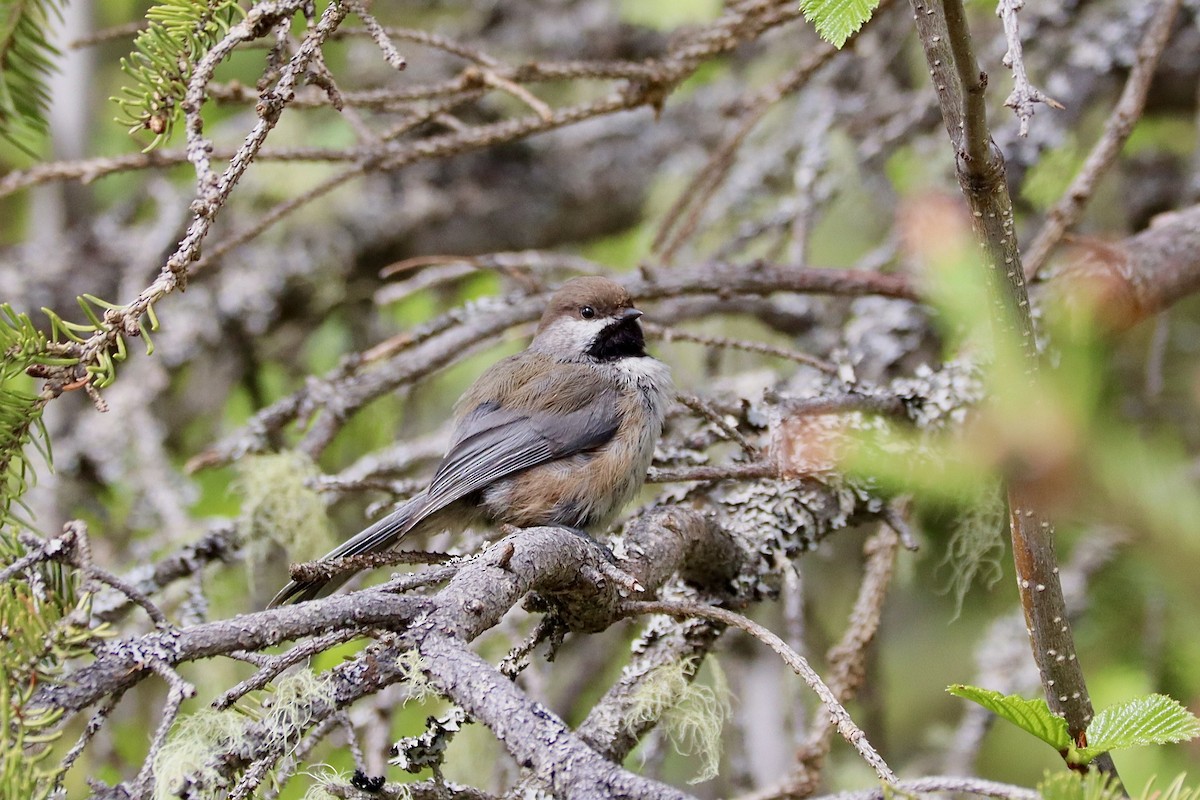 Mésange à tête brune - ML619974641