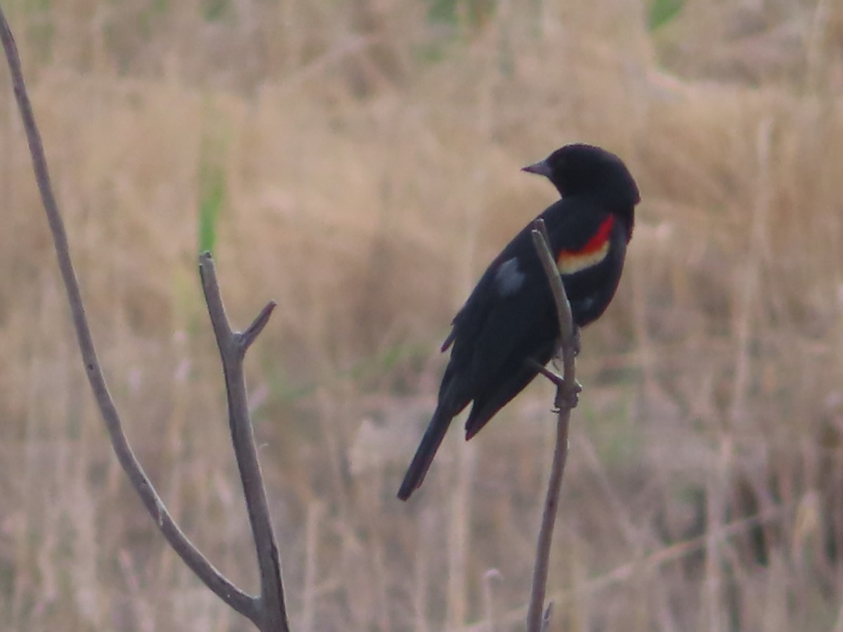 Red-winged Blackbird - ML619974662