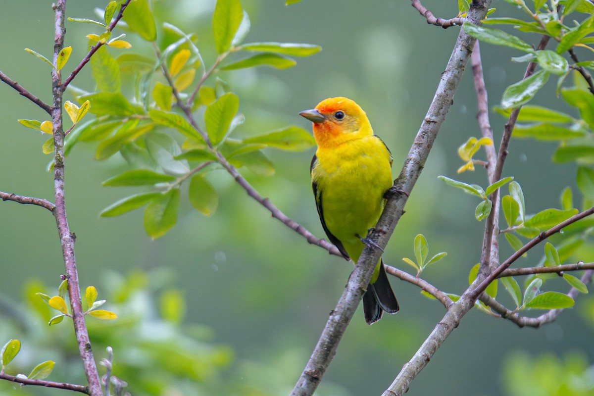 Western Tanager - ML619974670