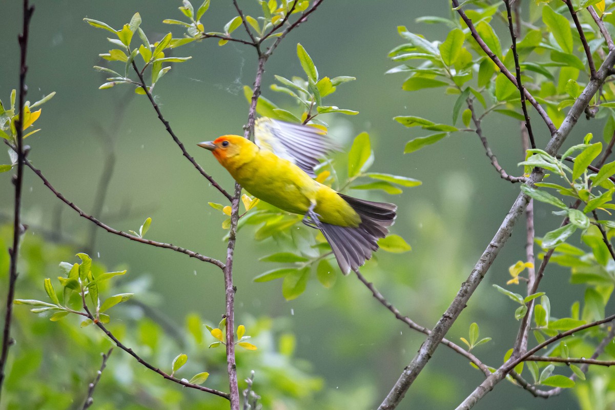 Western Tanager - ML619974671