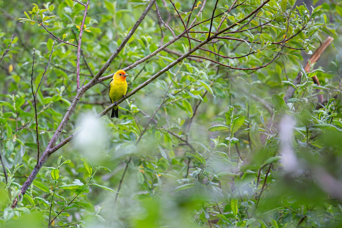 Western Tanager - ML619974672