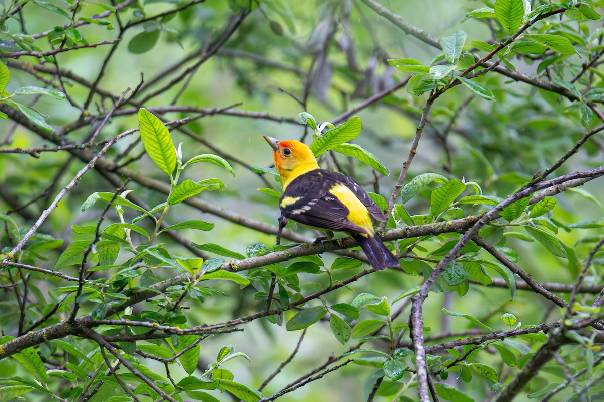 Western Tanager - ML619974673