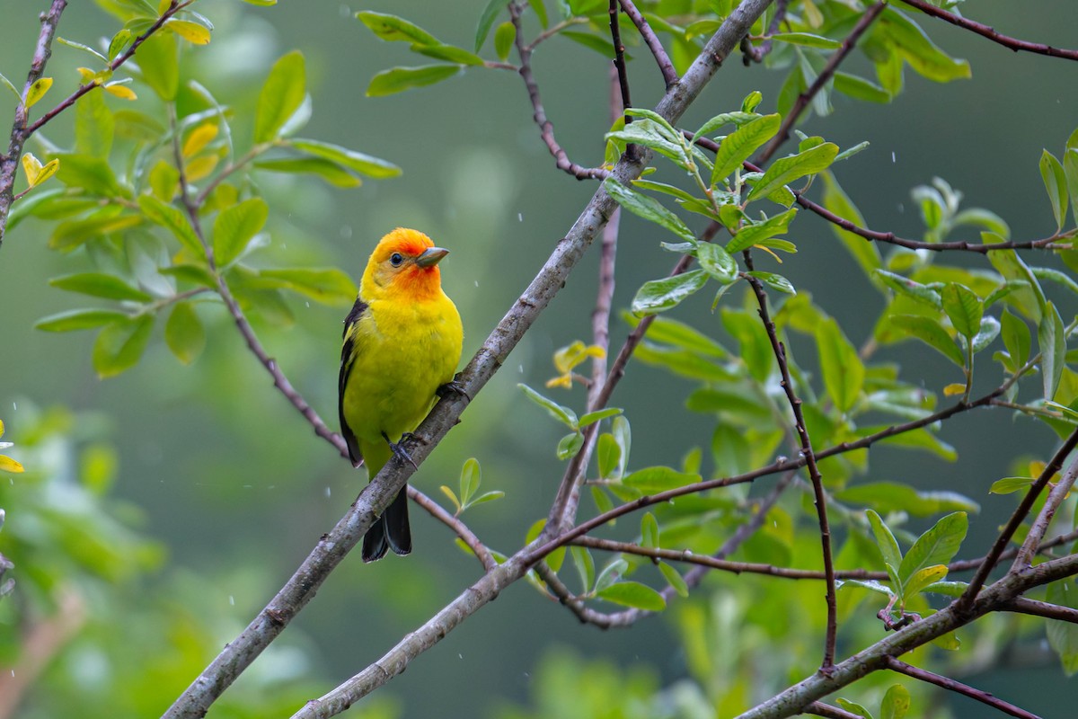 Western Tanager - ML619974674