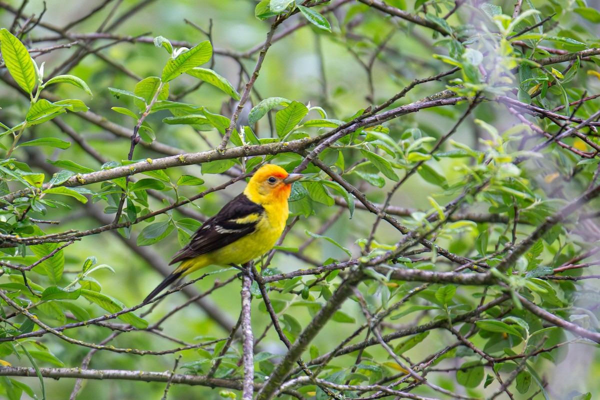 Western Tanager - ML619974675