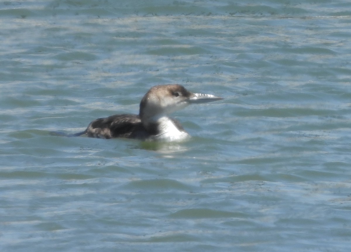 Common Loon - ML619974677