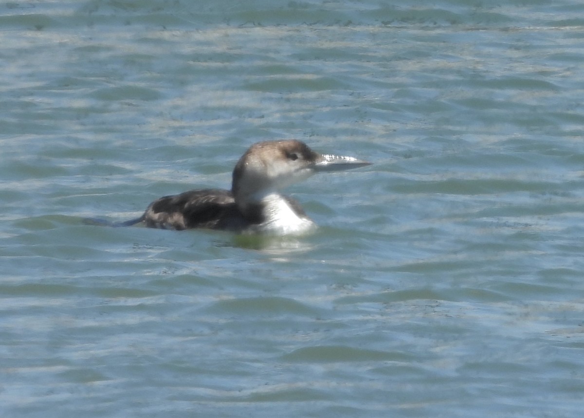 Common Loon - ML619974677